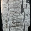 Polished Precambrian Stromatolite - Siberia #57580-1